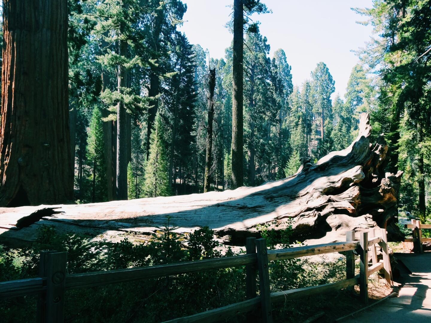 NP Sequoia, USA