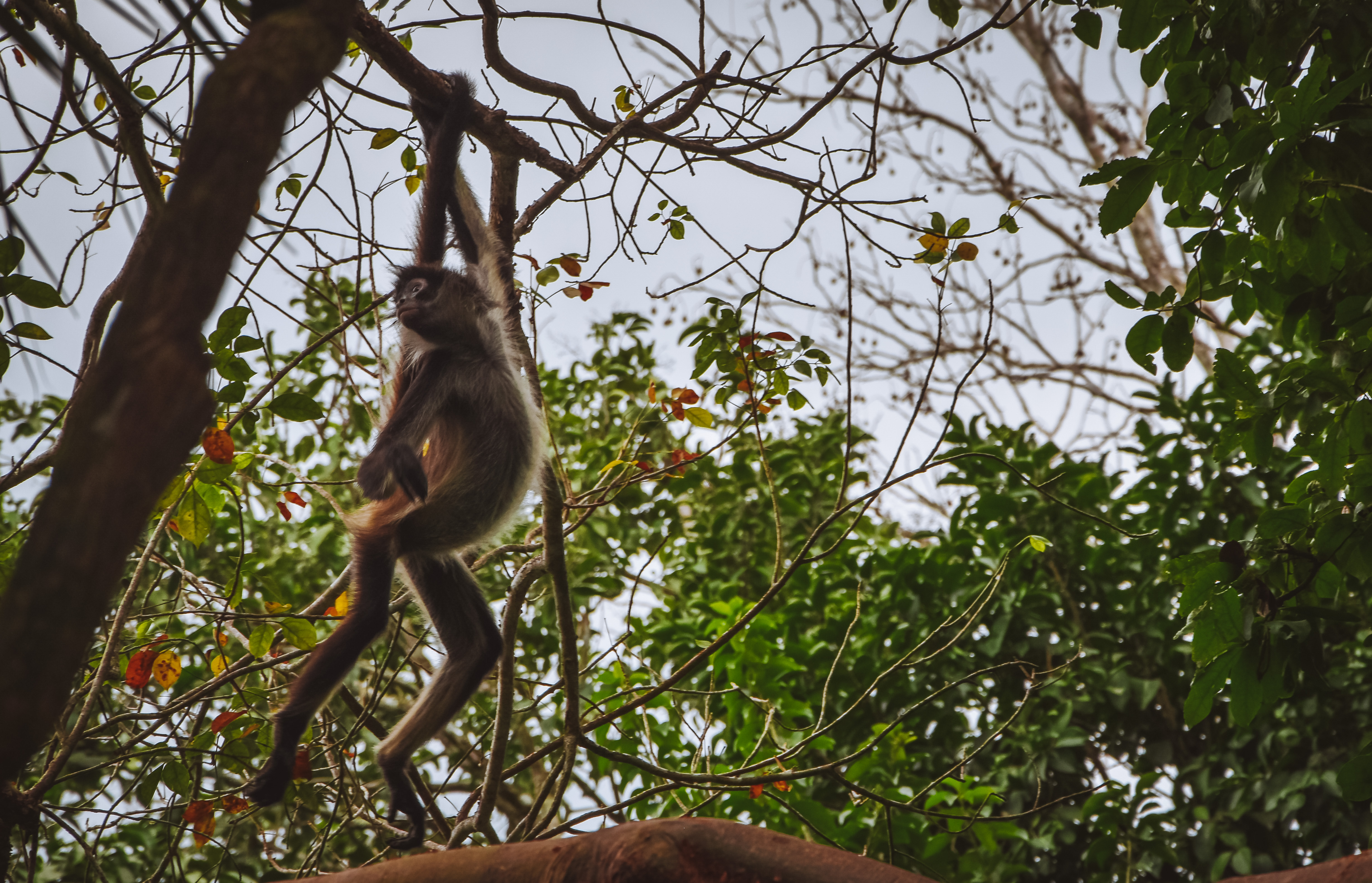 Yucatán - opička