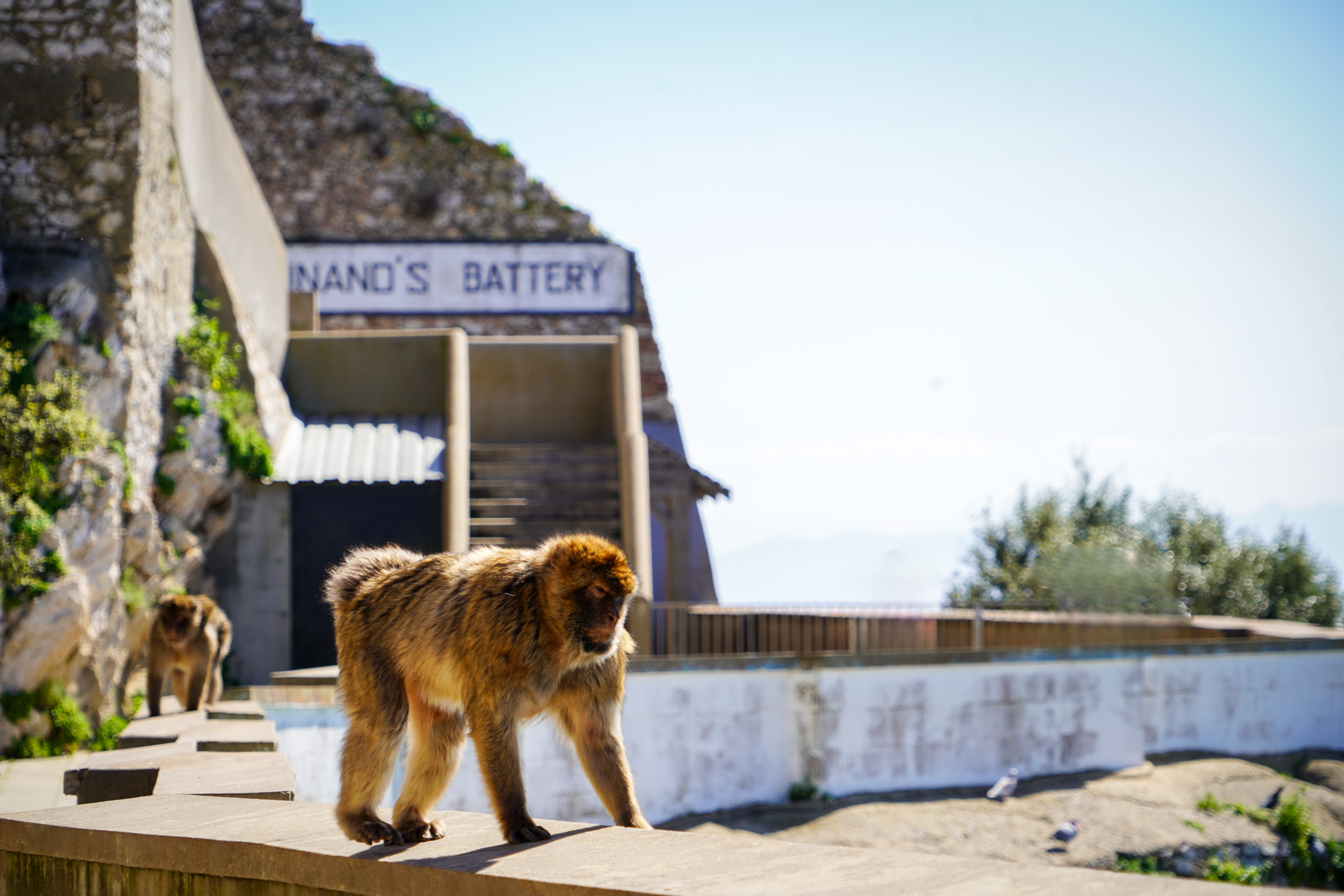 Gibraltar opice