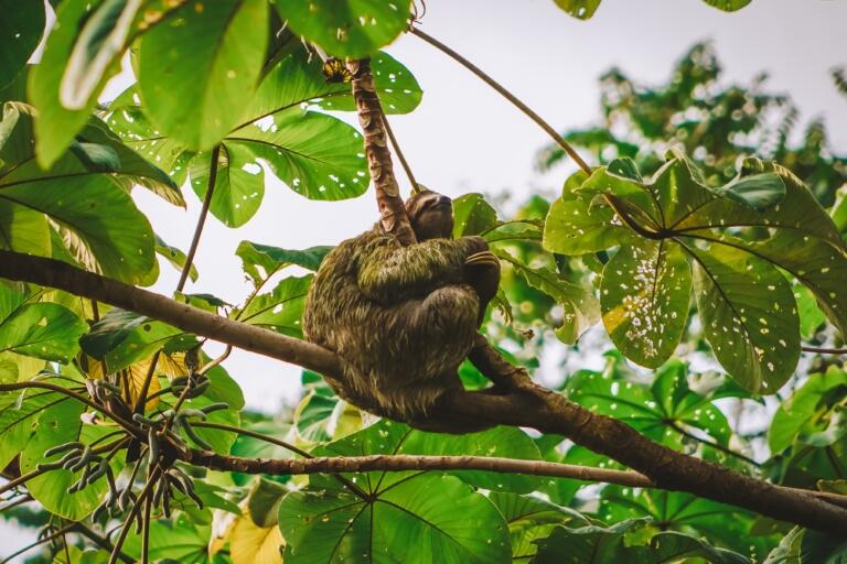 Manuel Antonio, Kostarika