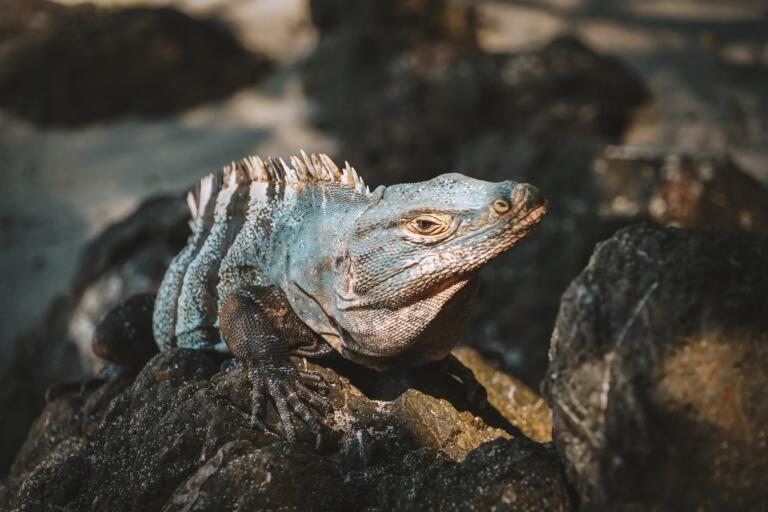 Manuel Antonio, Kostarika