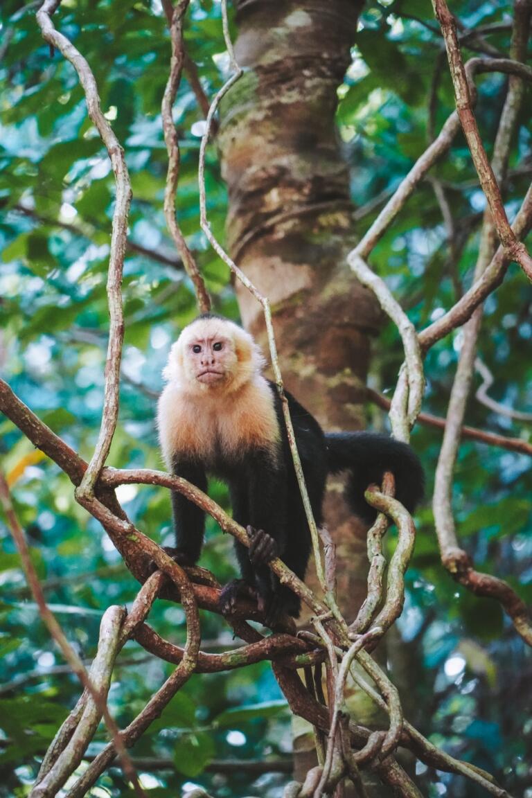 Manuel Antonio, Kostarika