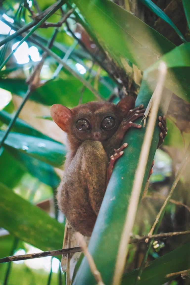 Nártoun, Bohol, Filipíny