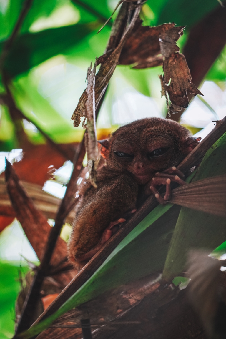 Philippine Tarsier sanctuary, bohol