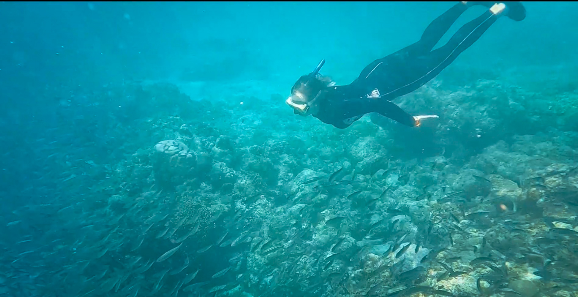 Moalboal Sardine Run, Cebu, Filipíny